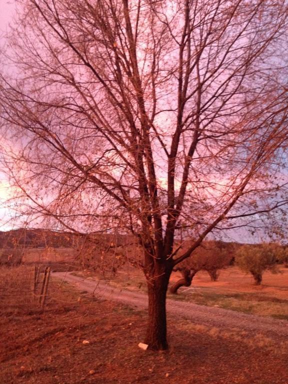 La Bodega Casa Rural Hotel Mogente ภายนอก รูปภาพ
